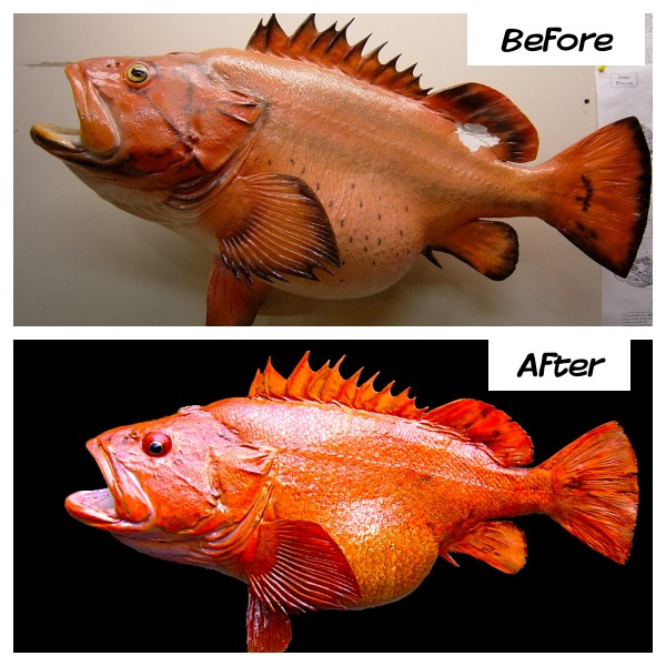 Yelloweye Rockfish Restoration