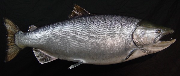 King Salmon 40lb