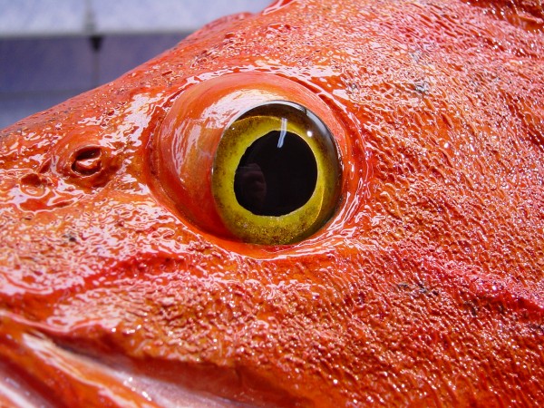 Yelloweye Rockfish eye
