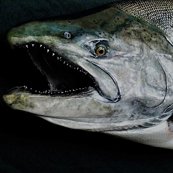 King Salmon head closeup