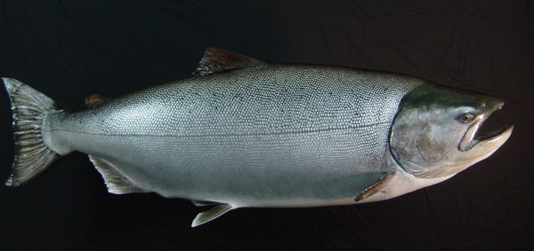 King Salmon 50lb