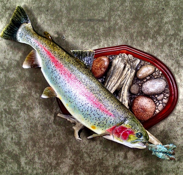 Rainbow Trout 25.5"