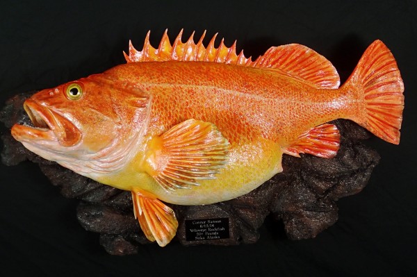 Yelloweye Rockfish 37"