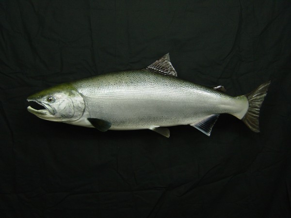 Coho Salmon, Silver