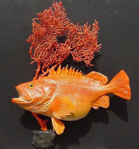 Yelloweye Rockfish with coral