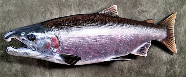 Coho Salmon 25"