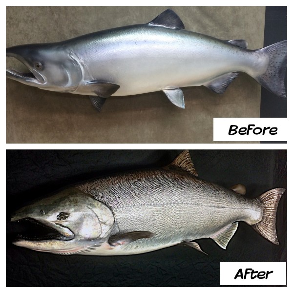 King Salmon Restoration 54"