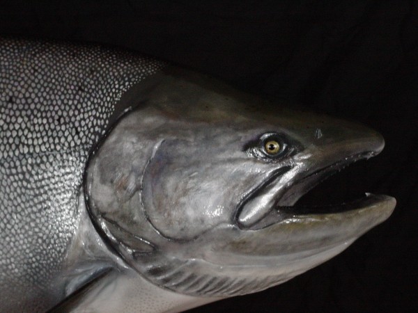 King Salmon 40lb head shot
