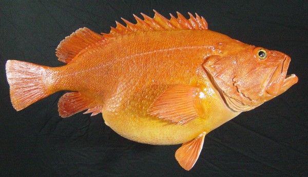 Yelloweye Rockfish 25lb