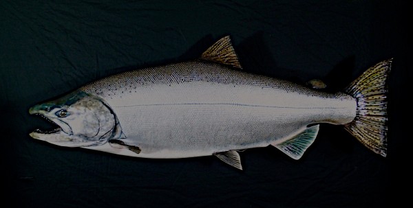 King Salmon 64.5 pounds