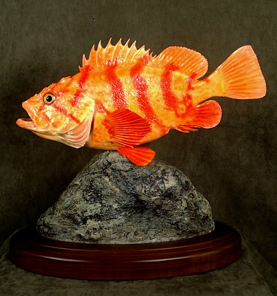 Tiger Rockfish 17"