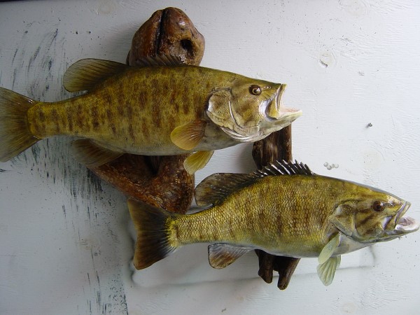 Smallmouth Bass