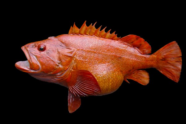 Yelloweye Rockfish