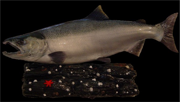 Coho, Silver Salmon ocean bright