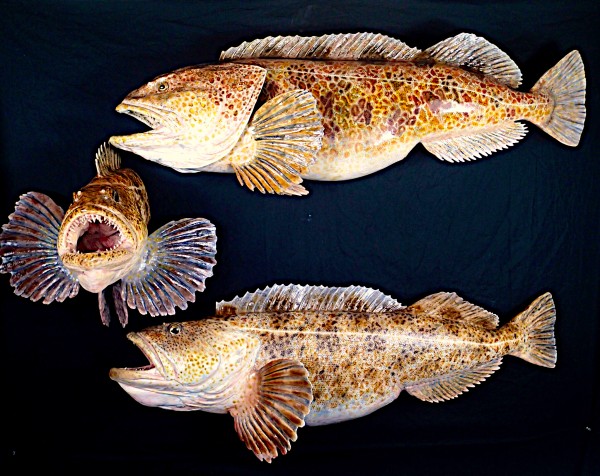 Lingcod