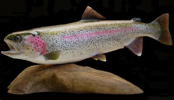 Rainbow Trout Pedestal Left