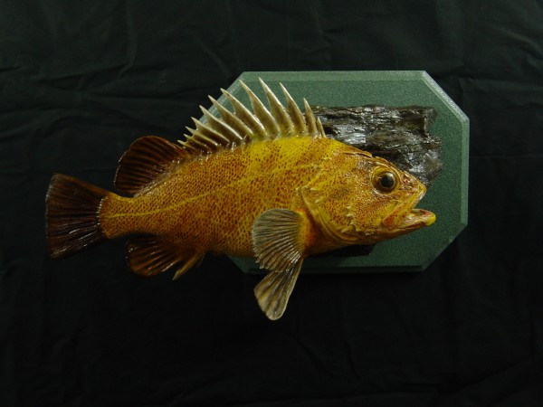 Quillback Rockfish