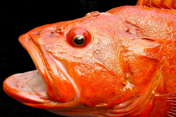 Yelloweye Rockfish Detail