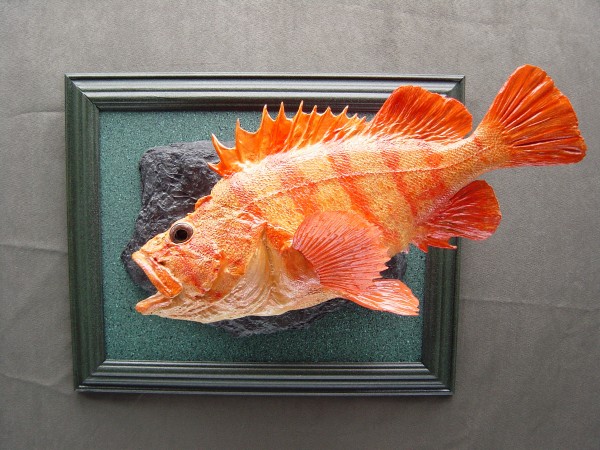 Tiger Rockfish