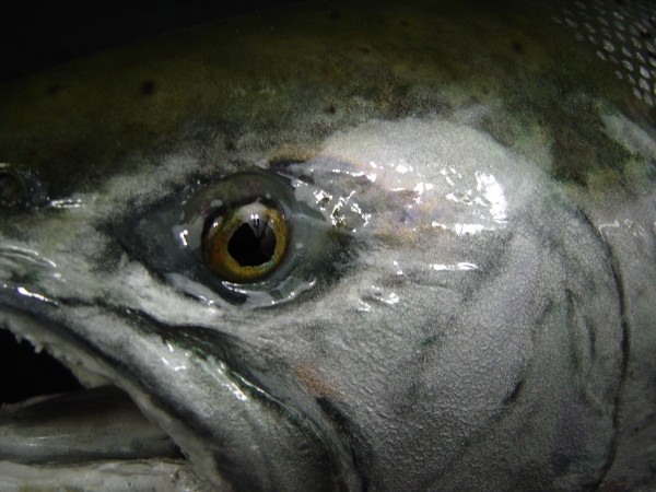 Coho Salmon head shot