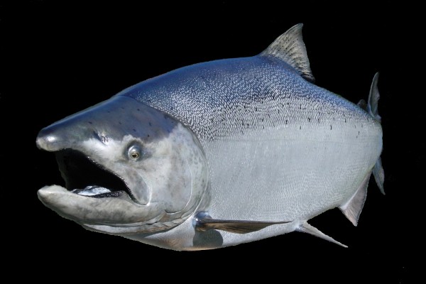 Chinook Salmon