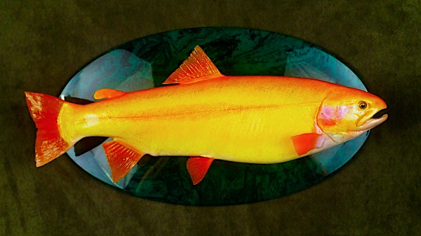 Palomino Trout