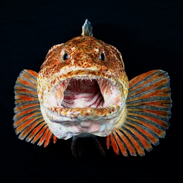 Lingcod head mount