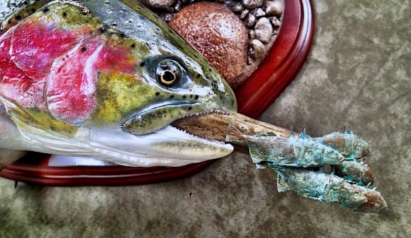 Rainbow Trout closeup