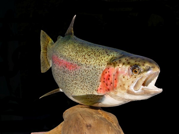 Rainbow Trout Pedestal 1