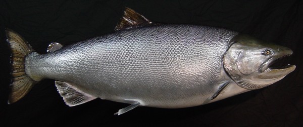 King Salmon