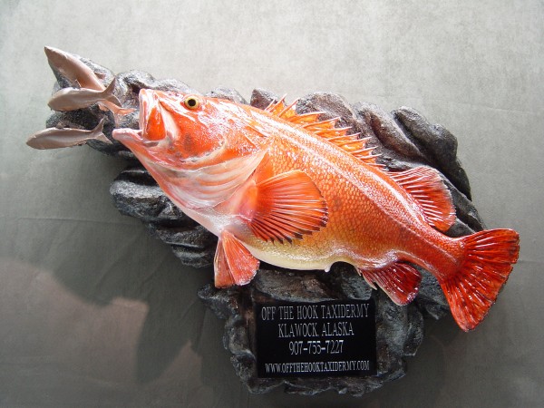 Yelloweye Rockfish with habitat